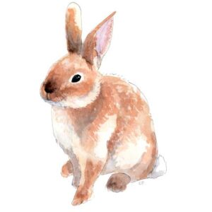 Affiche Lapin A4