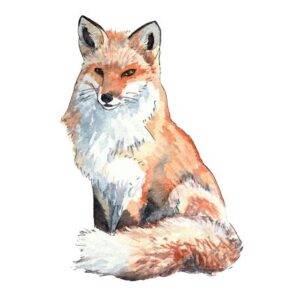 Affiche Renard A4